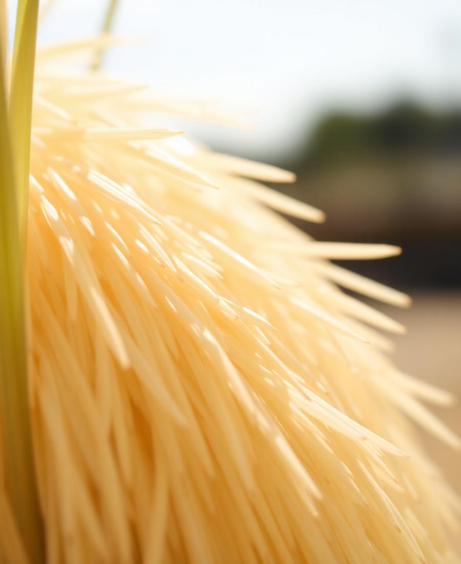 Jasmine Rice